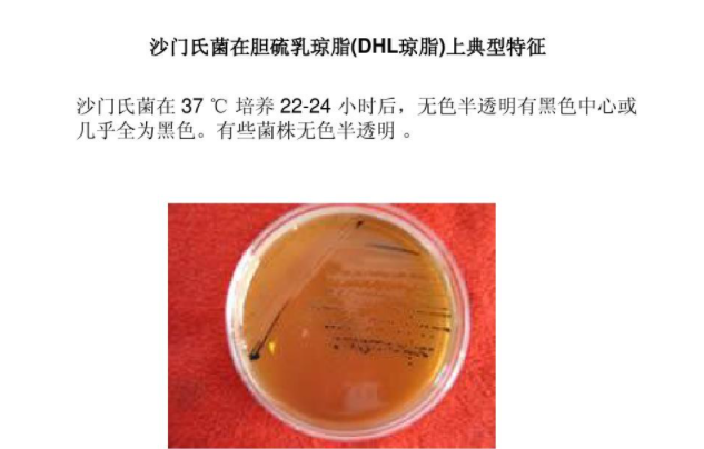沙门氏菌培养状�? /> 
</p>
<p style=